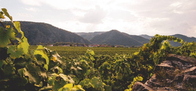 Weingarten Wachau