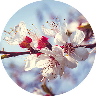 Marillenblüte Wachau Frühlingsbeginn