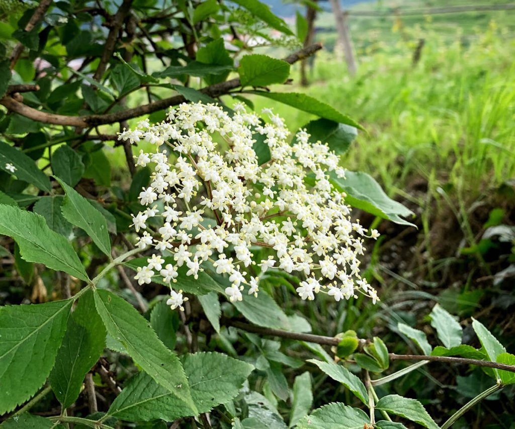 Holunderblüte_Wachau