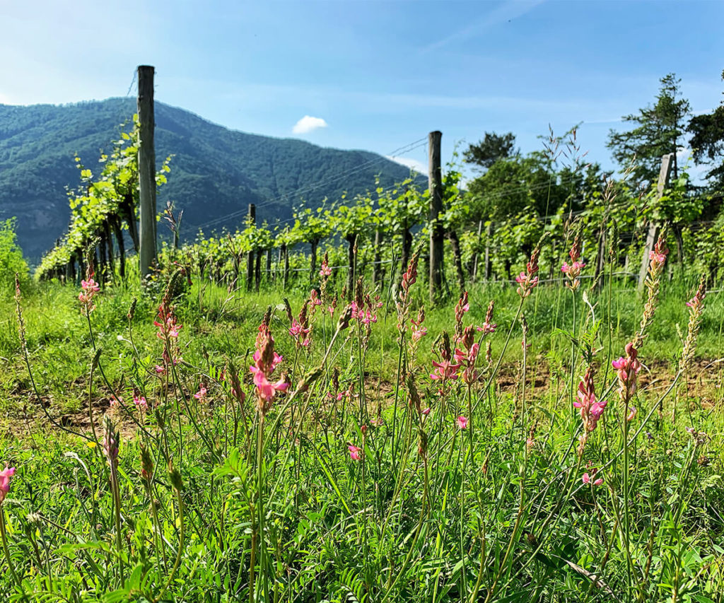 Wachau_Weingarten_Welterbesteig