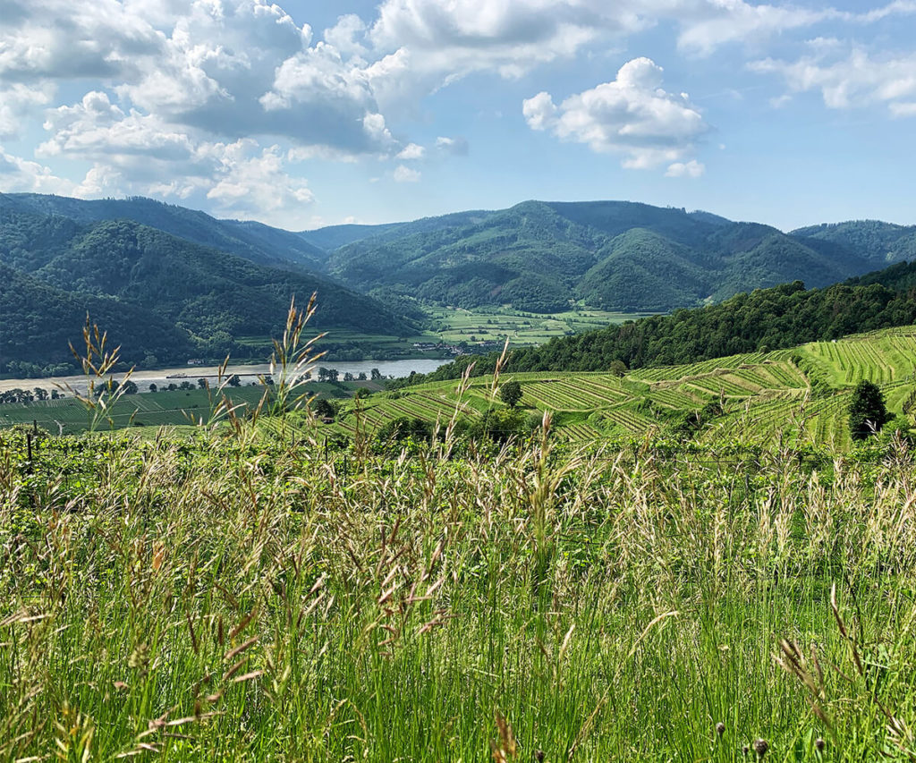 Weingarten_Welterbesteig_Wachau