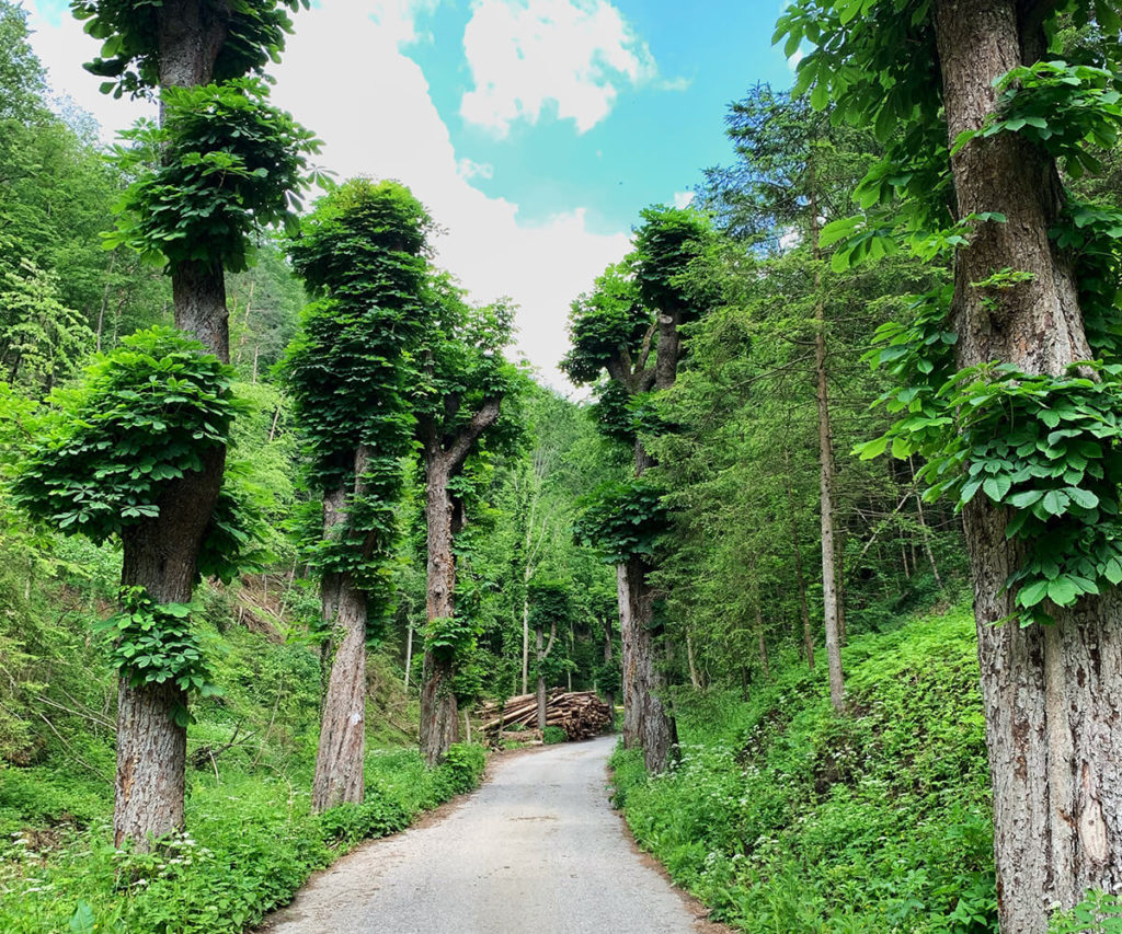 Welterbesteig_Wachau_Allee
