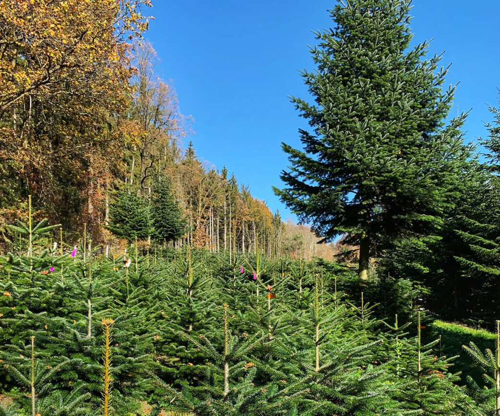 welterbesteig wachau jauerling christbaum