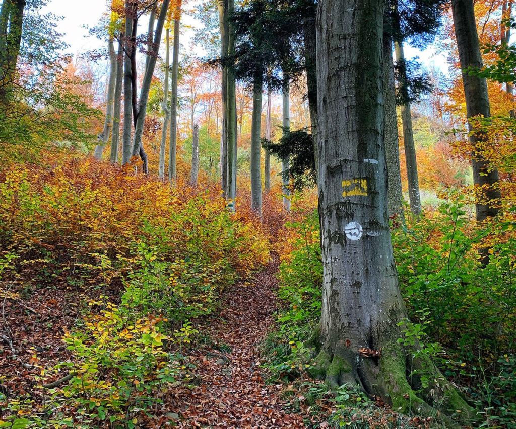 welterbesteig wachau mühldorf wandern herbst