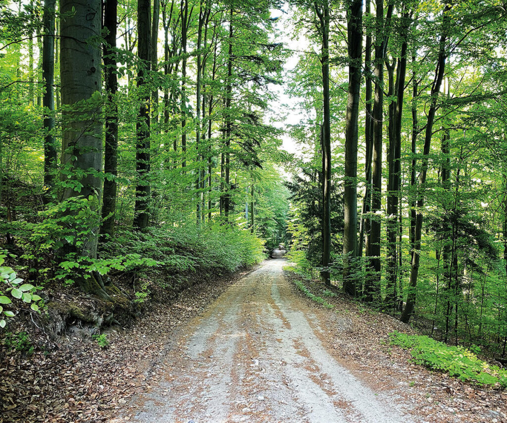 Buchbergrundweg_wandern_Spitz_Wachau