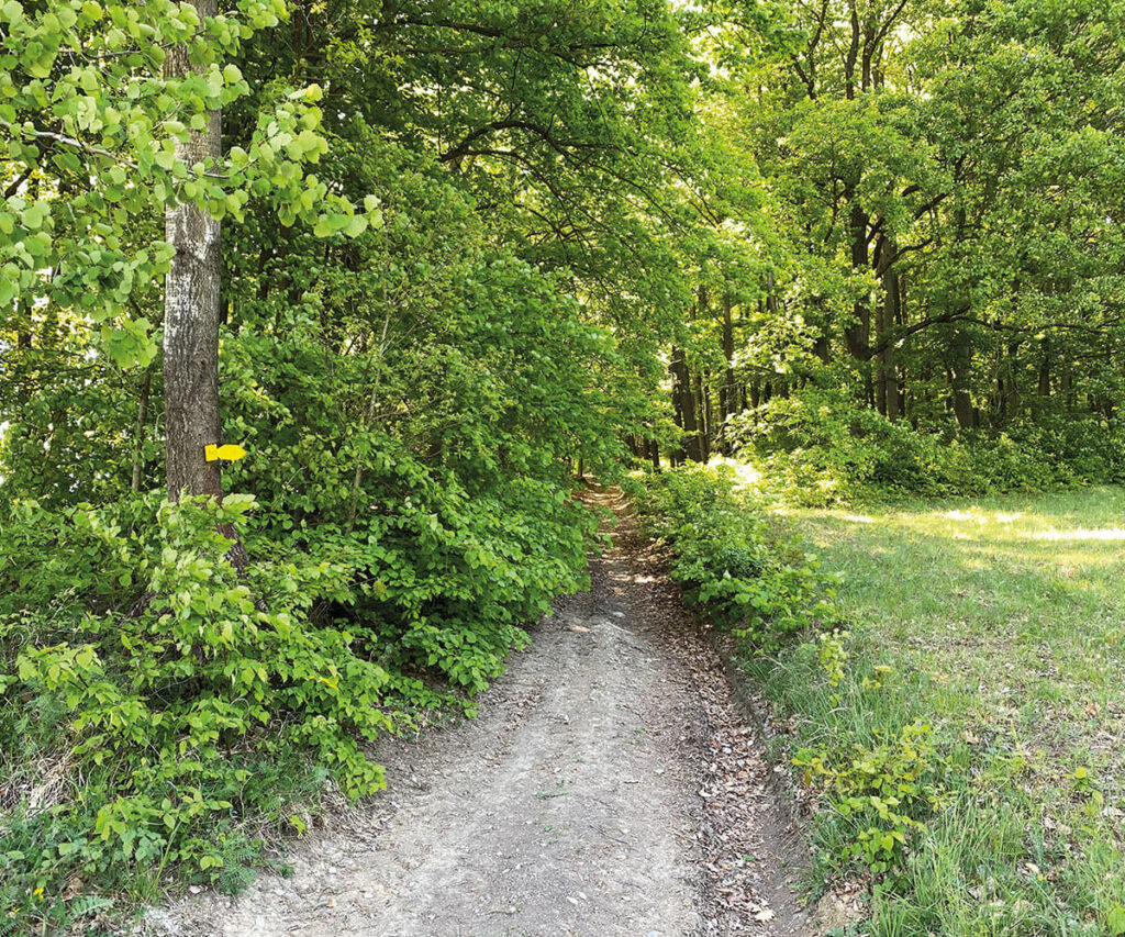 Buchbergrunde_Spitz_Wandern