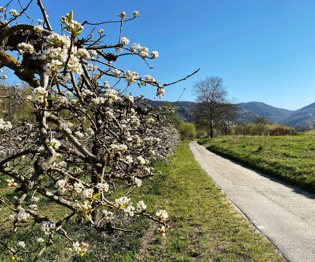 Panaromaweg Wachau Marillenmeile