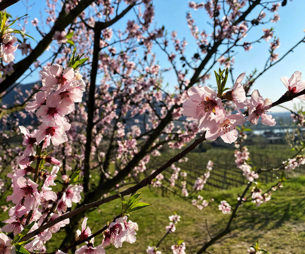 Panaromaweg Wachau Rossatz Pfirsichblüte
