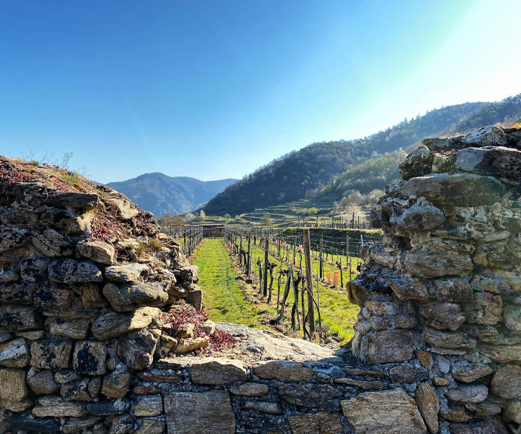 Panaromaweg Wachau Rührsdorf