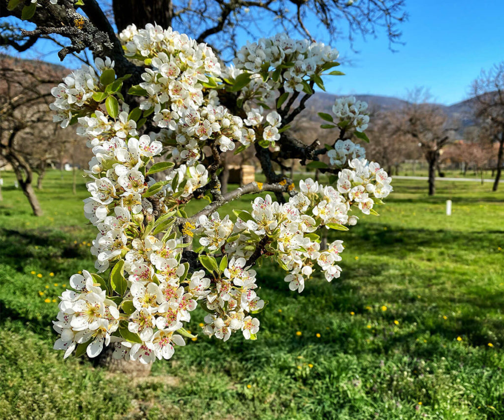 Panaromaweg Wachau Rührsdorf Blüte