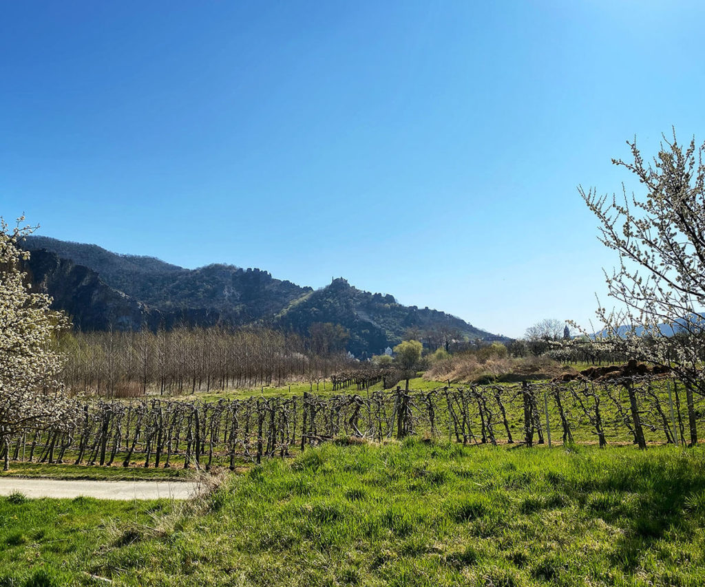 Panaromaweg Wachau Ruine Dürnstein