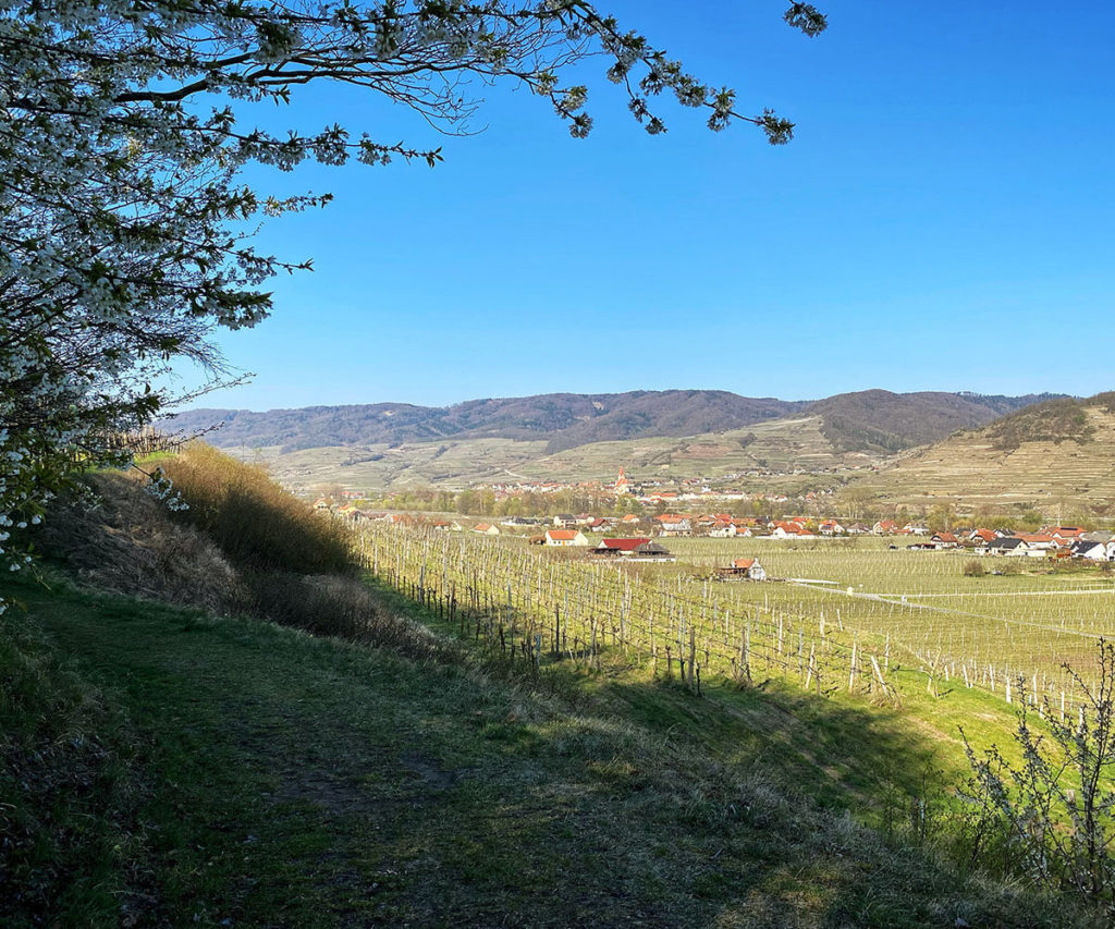 Panaromaweg Wachau Rossatz Weissenkirchen