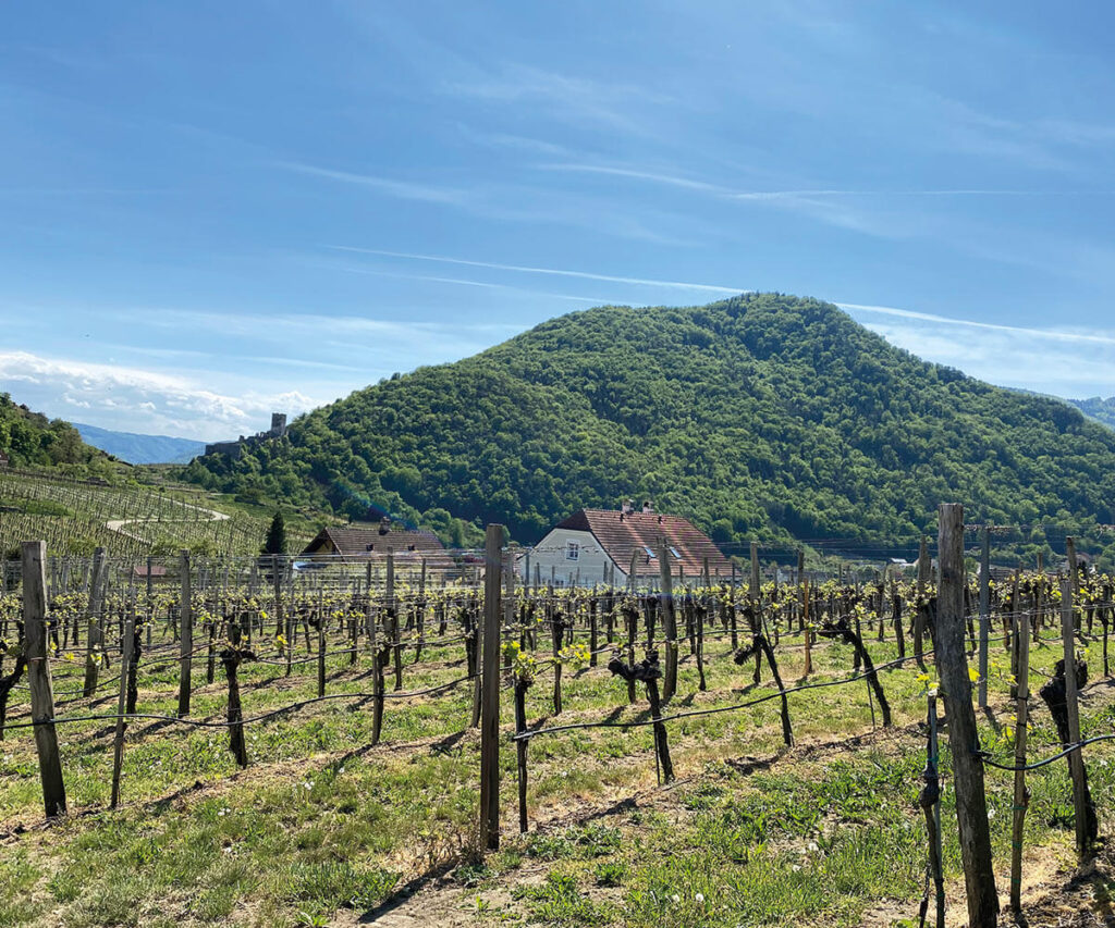 Wandern_Spitz_Hinterhaus_Wachau