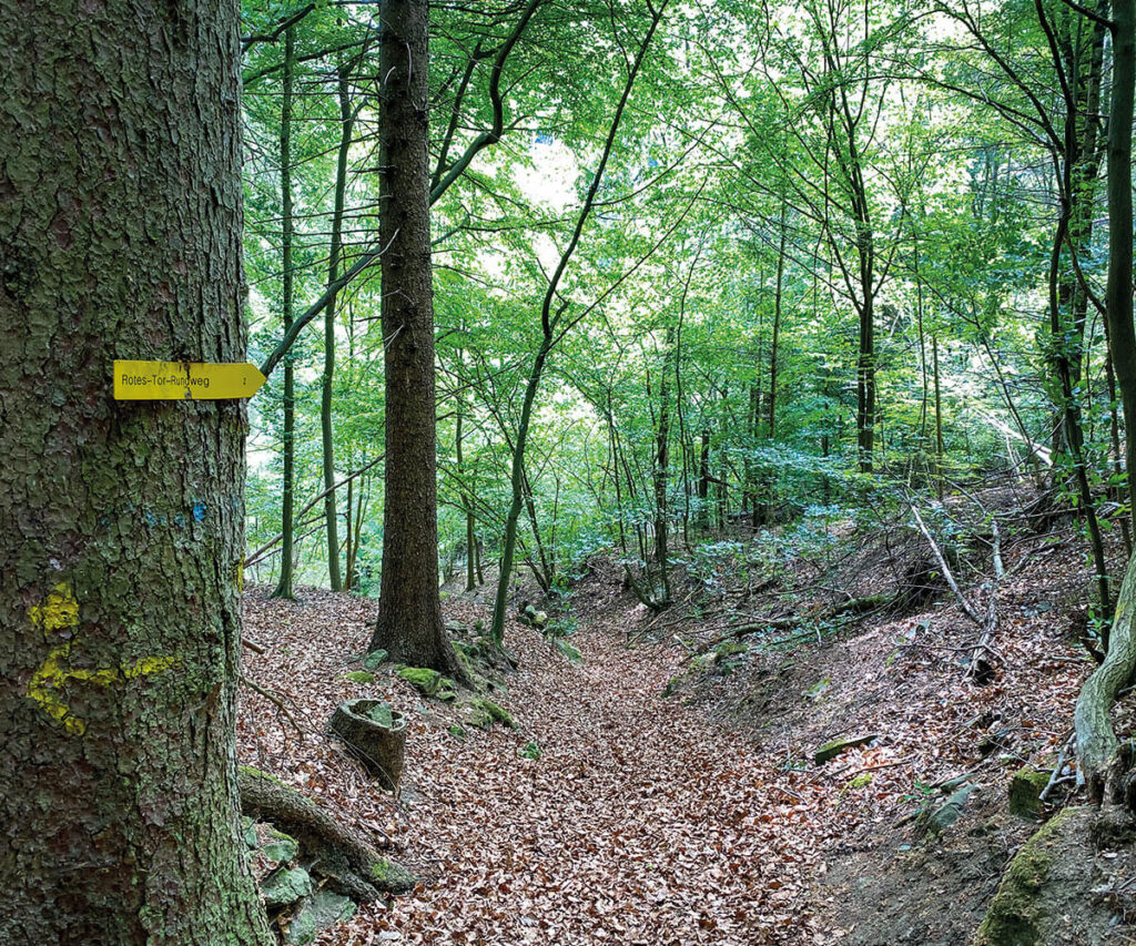 Mischwald_Spitz_Wachau