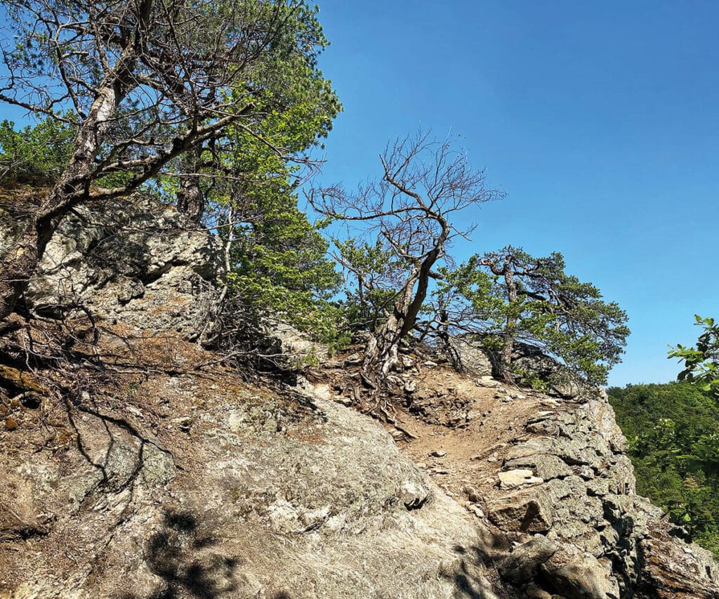 Wandern_Vogelbergsteig_Wachau