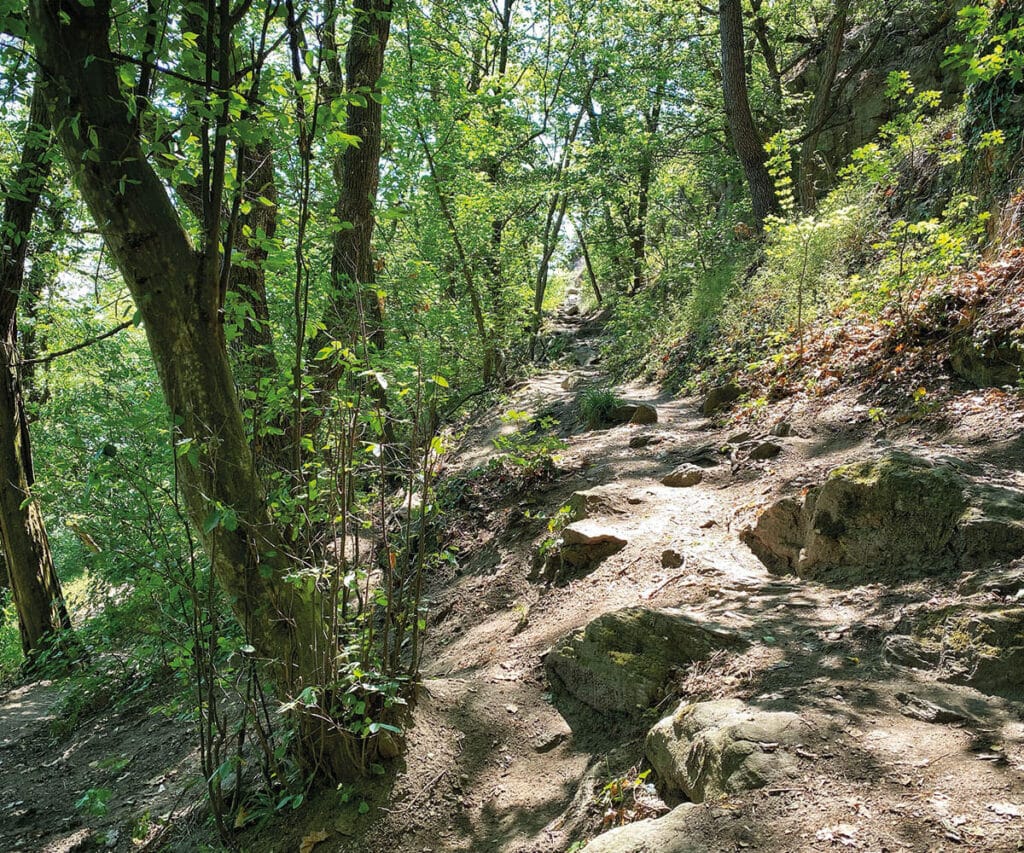 Wandern_Wachau_Vogelbergsteig_Empfehlung