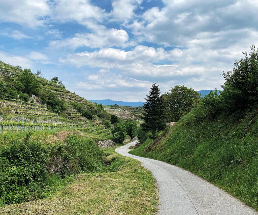 spitz_wachau_weinterrassen