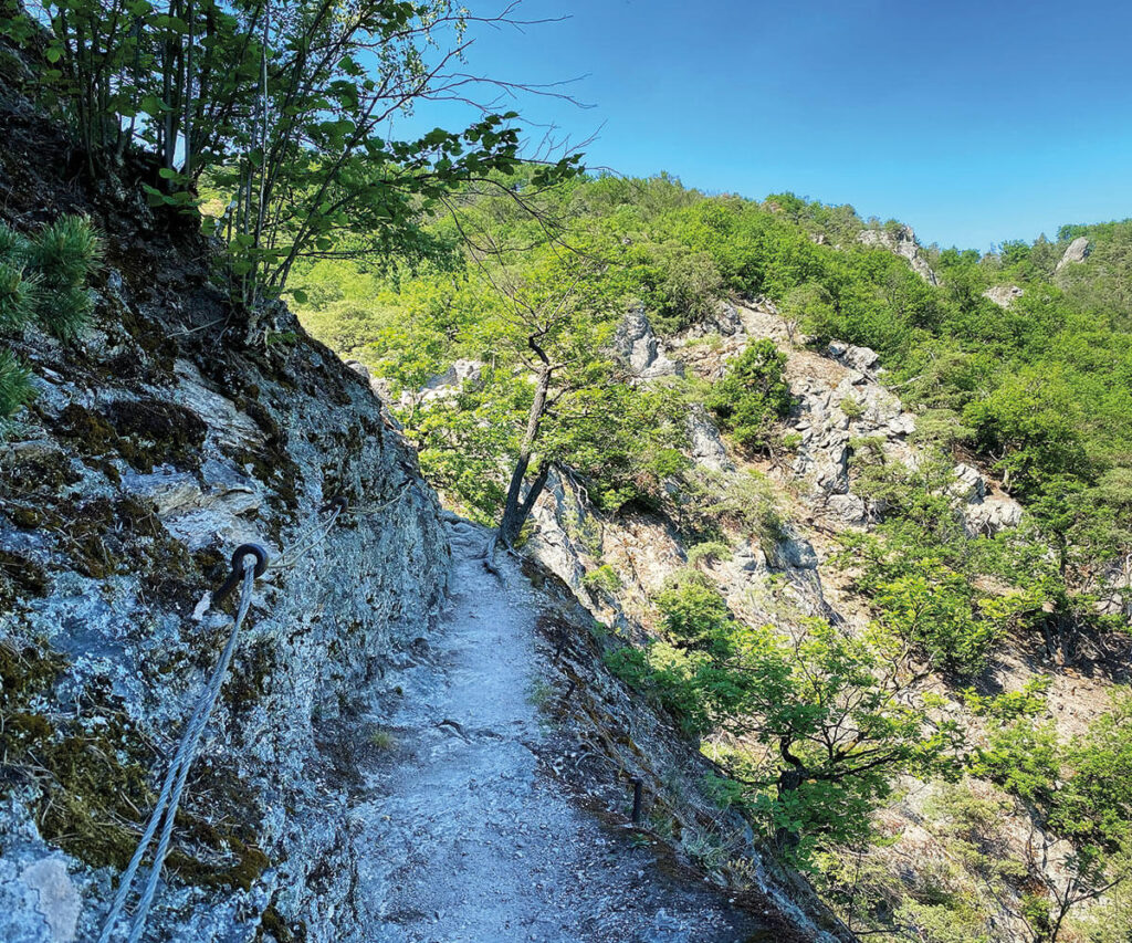 Schmaler Pfad am Vogelbergsteig in der Wachau.