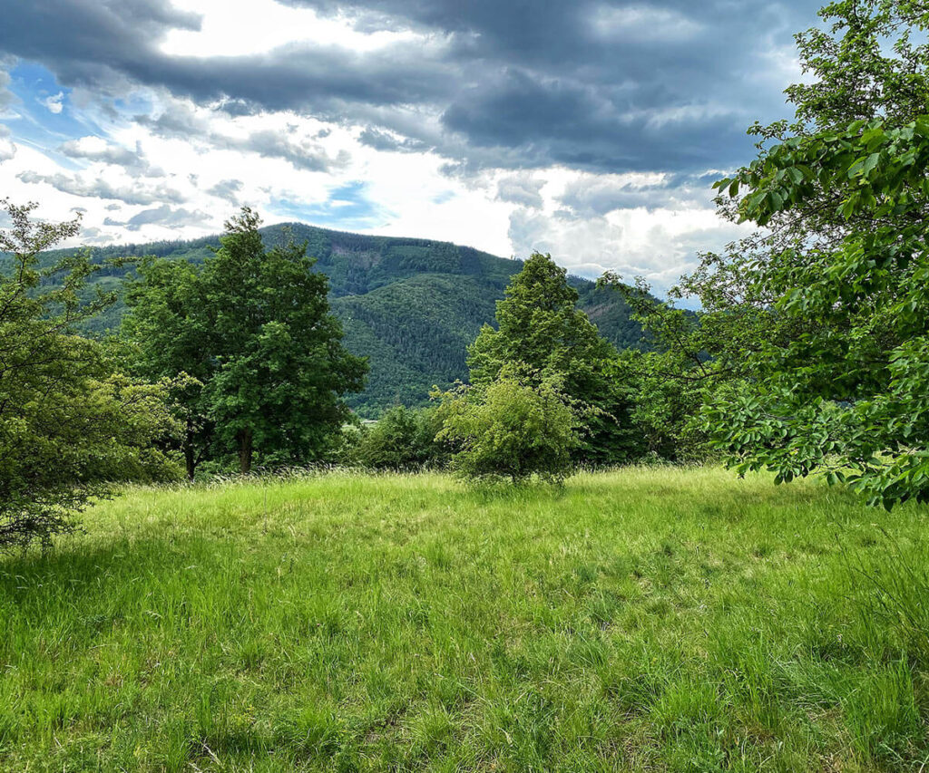 trockenrasen_michaelaberg_wachau_wandern
