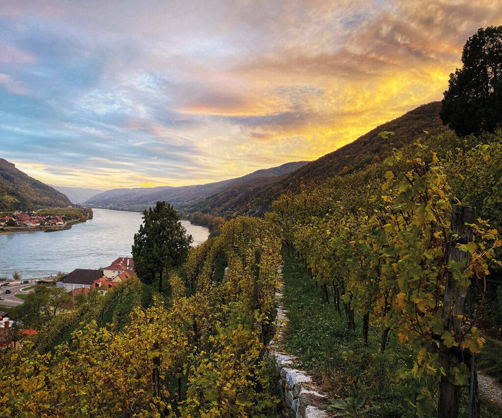 spitz_weingarten_wachau