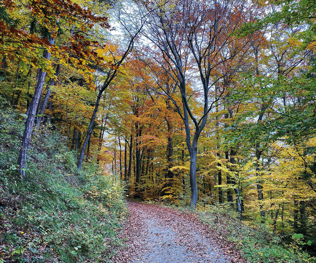 waldweg_spitz_wandern