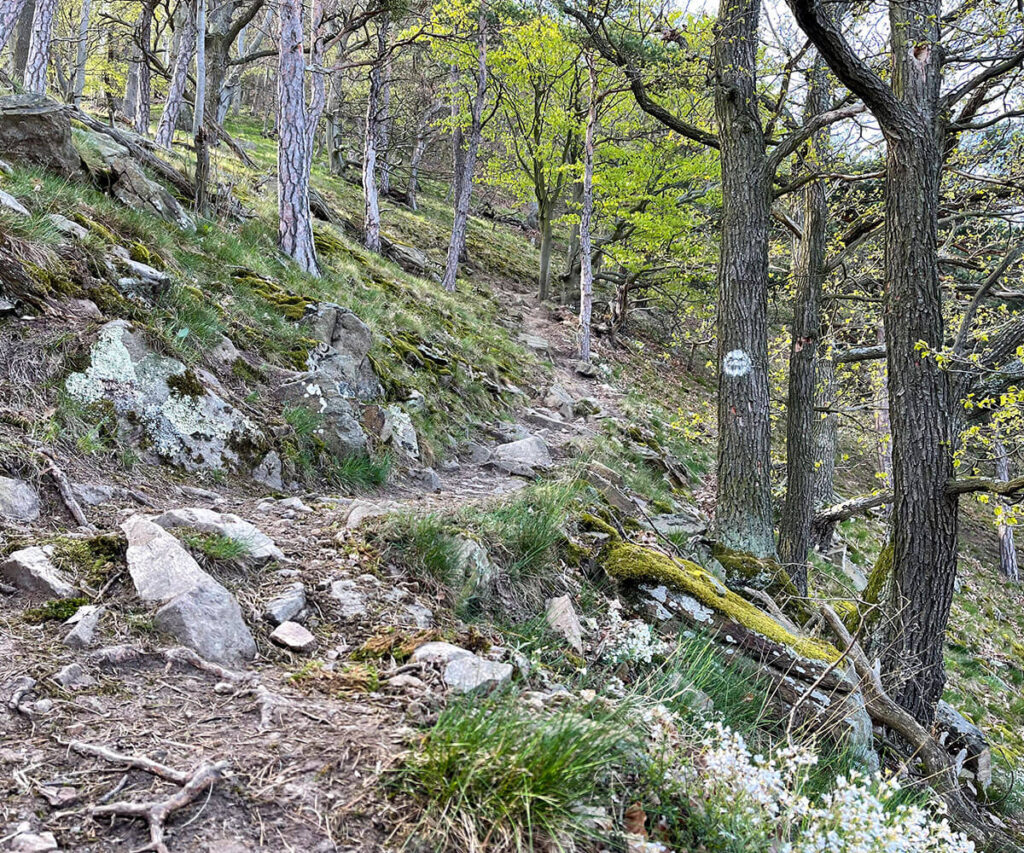 waldweg_hirschwand_wachau