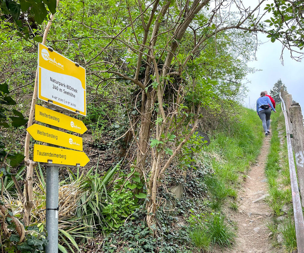 Tausendeimerberg_Spitz_Wachau