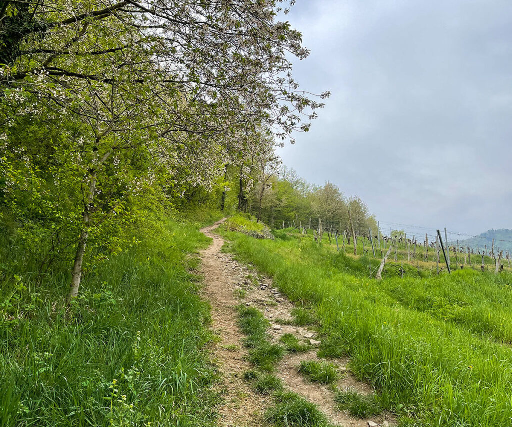 Tausendeimerberg_Spitz_Wachau_Aufstieg