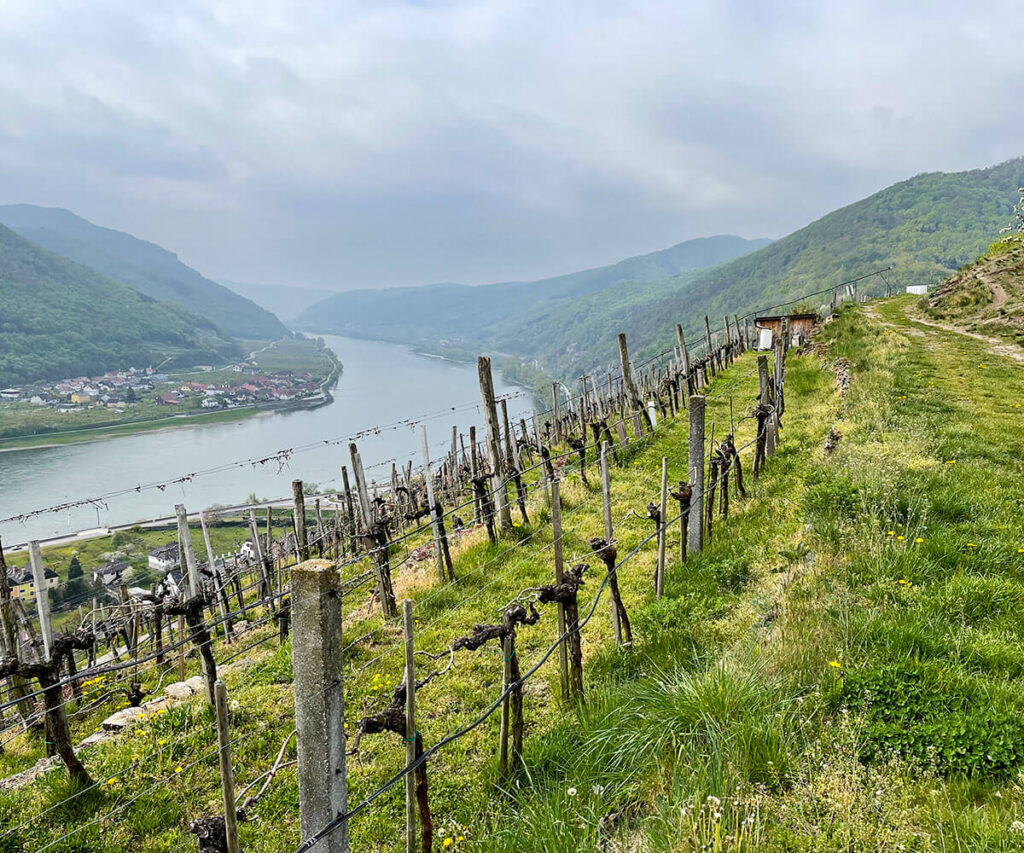 Tausendeimerberg_Spitz_Wachau_Ausblick