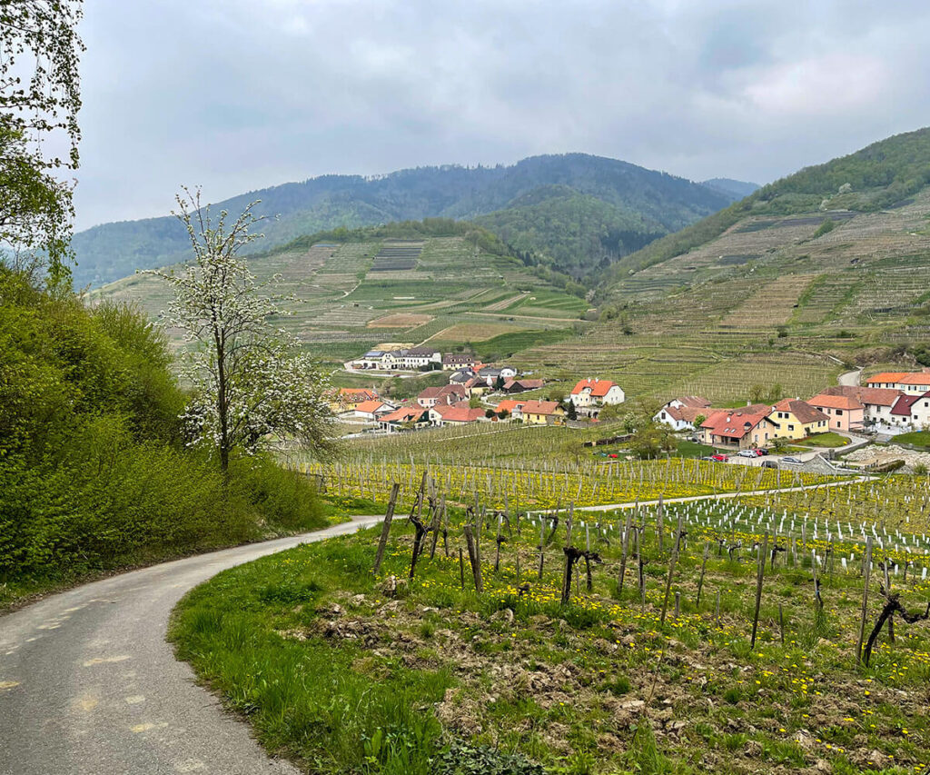 Tausendeimerberg_Spitz_Wachau_Quitten