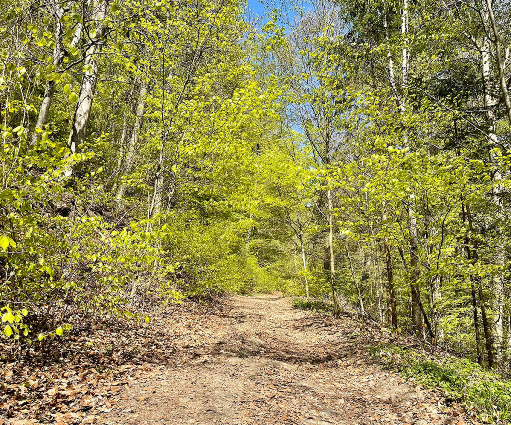 rundwanderung_willendorf_waldweg_wachau