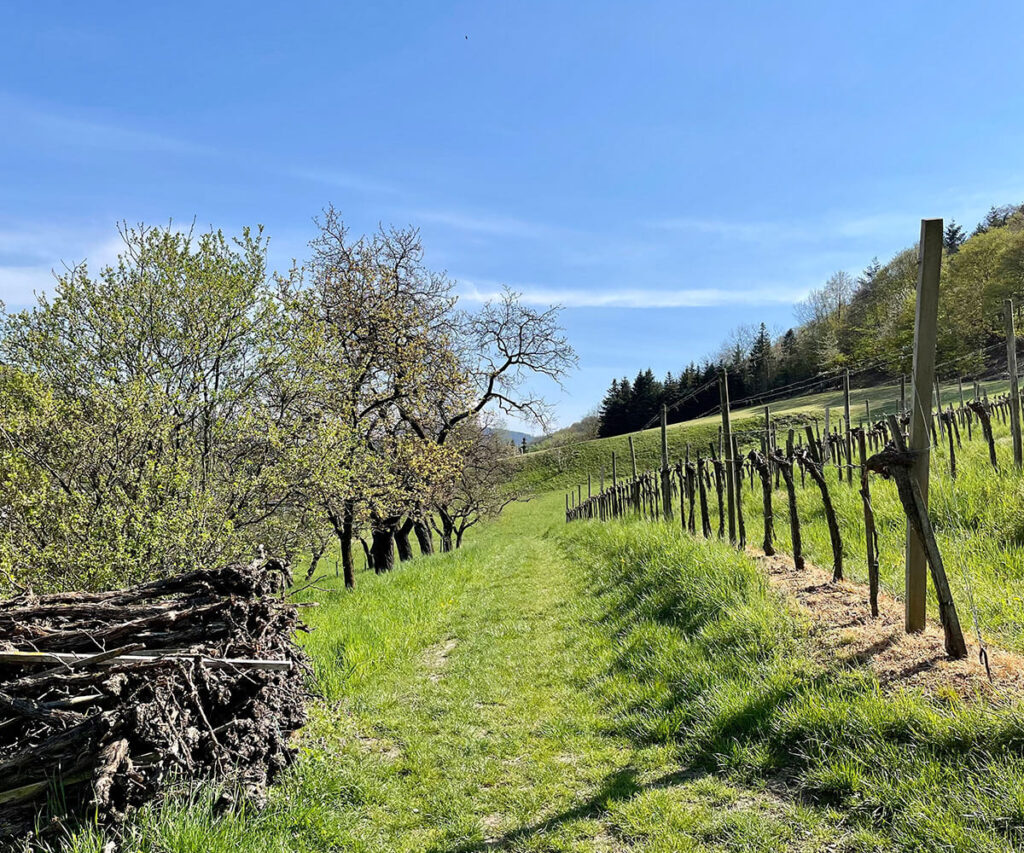 rundwanderung_willendorf_weingarten_wachau
