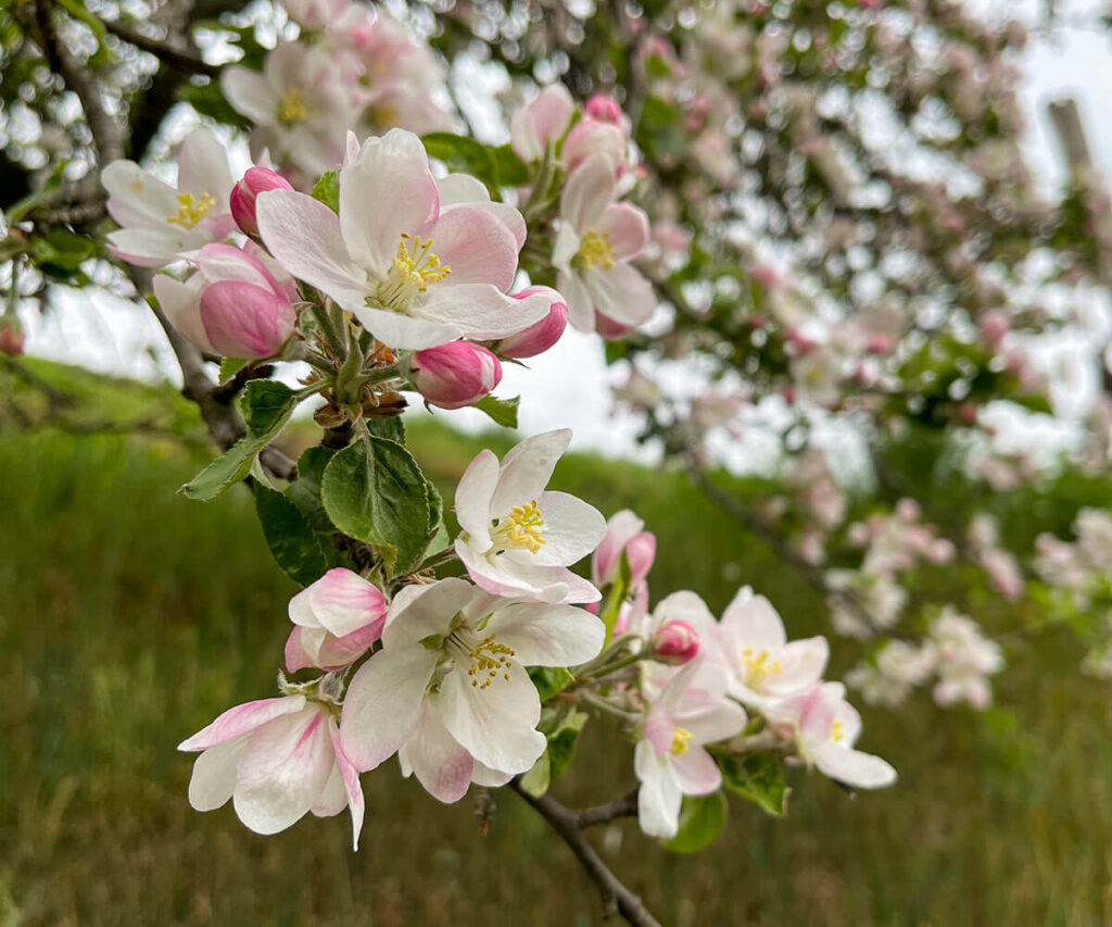 weinwanderweg_spitz_apfelblüte_wachau