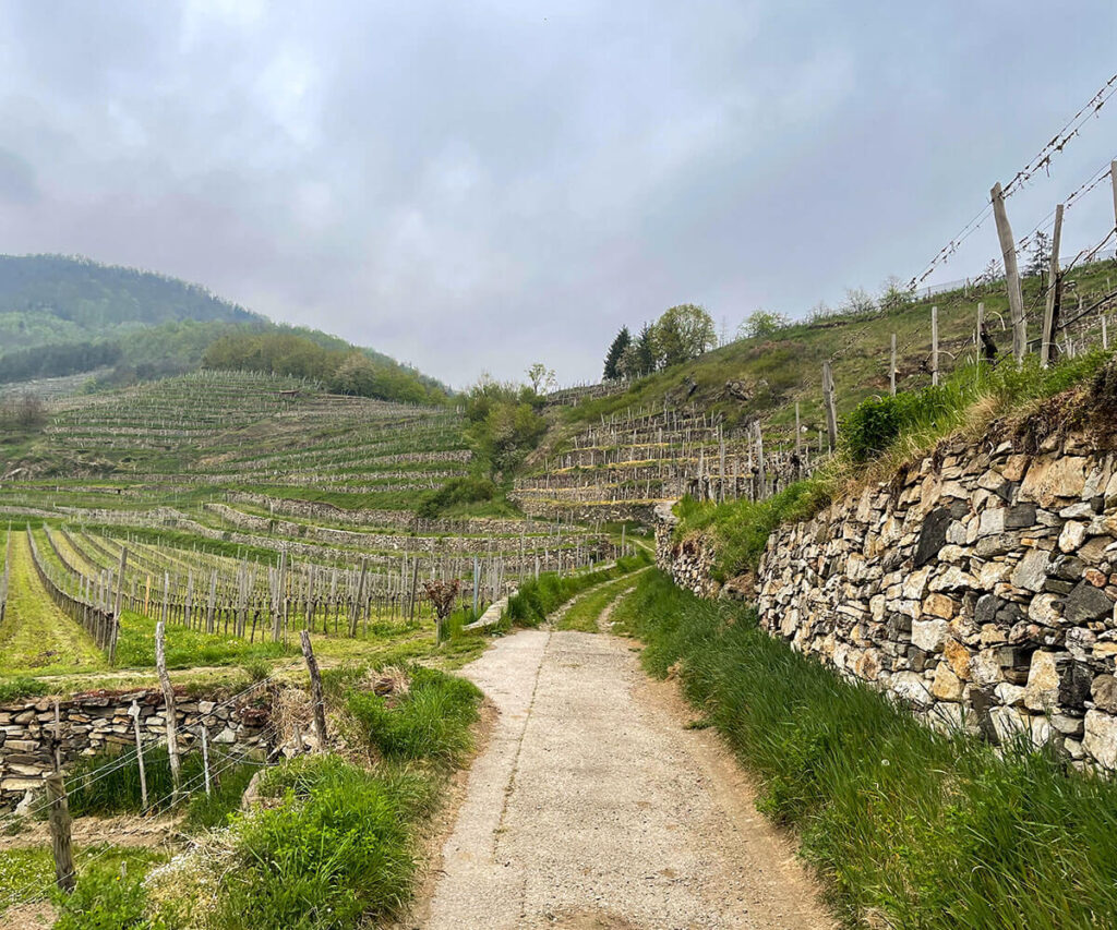weinwanderweg_spitz_riedenwanderung_wachau