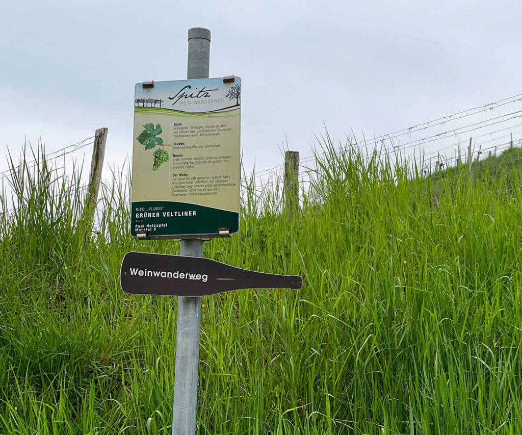 weinwanderweg_spitz_wandern_wachau