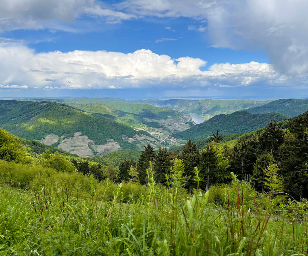 ausblick_wachauterrasse_jauerling