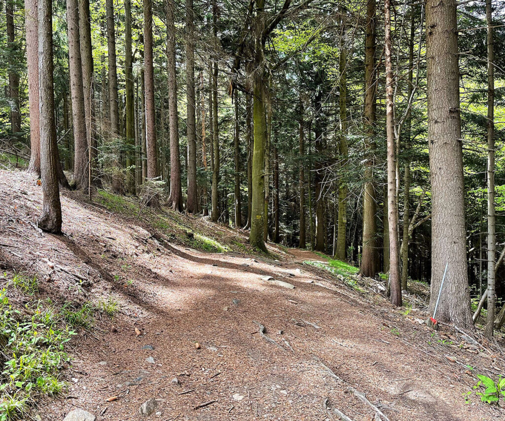 jauerling_wachau_waldweg