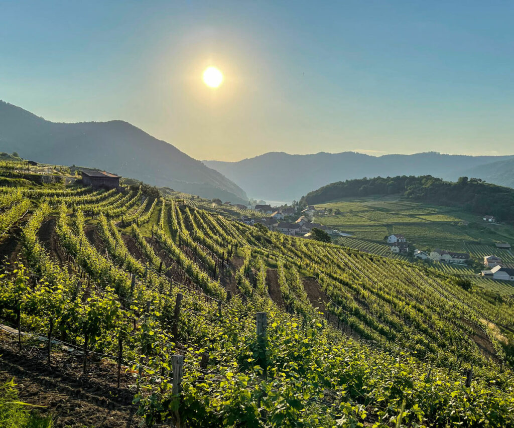 panoramaweg-spitzergraben_ausblick_spitz_wachau