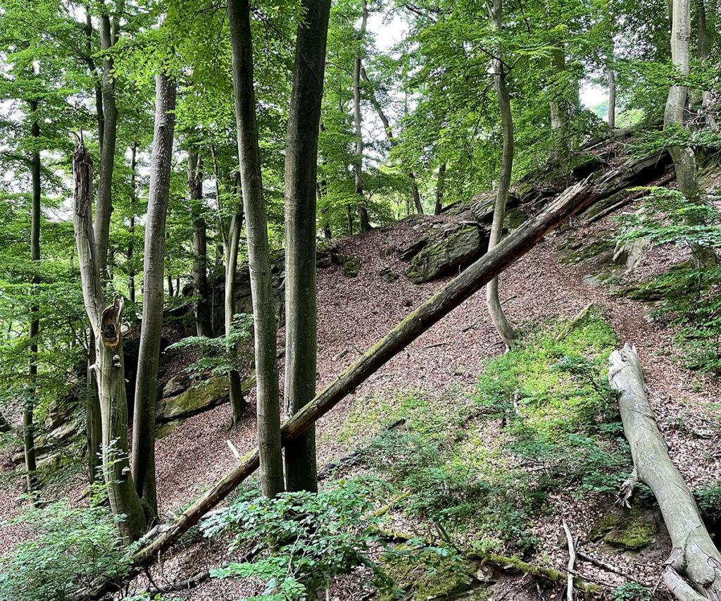 jauerling-runde_wachauer-urwald