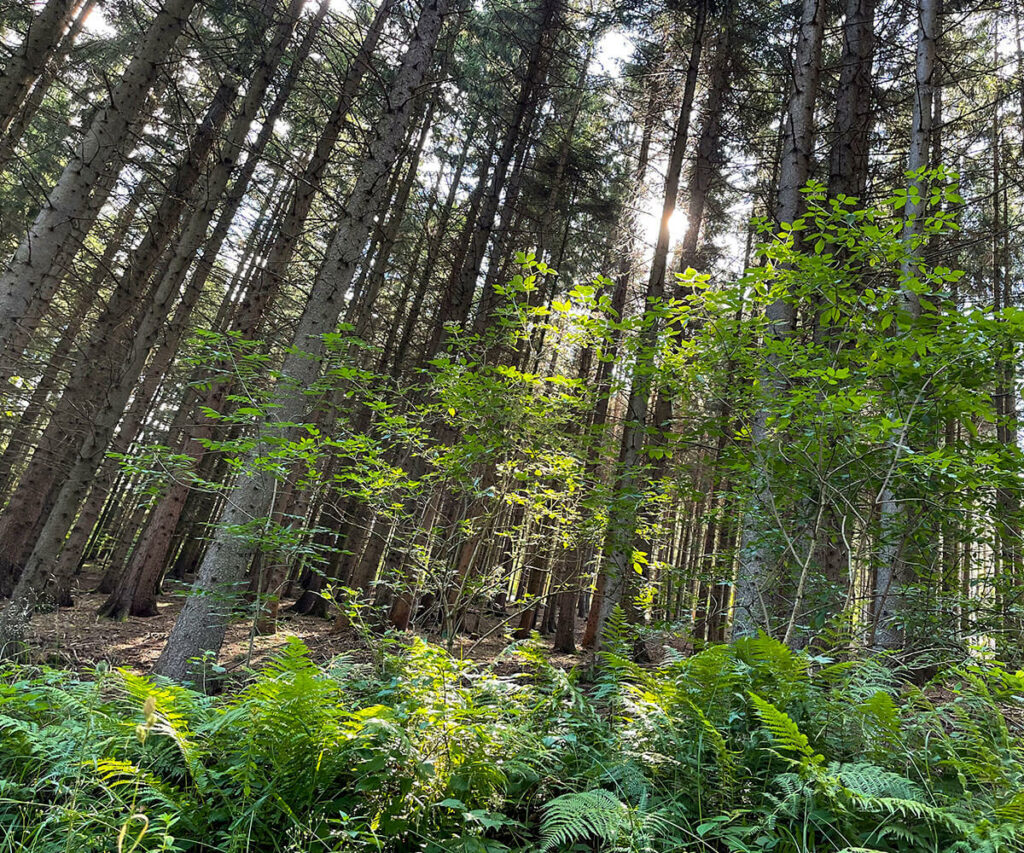 jauerling-runde_wald