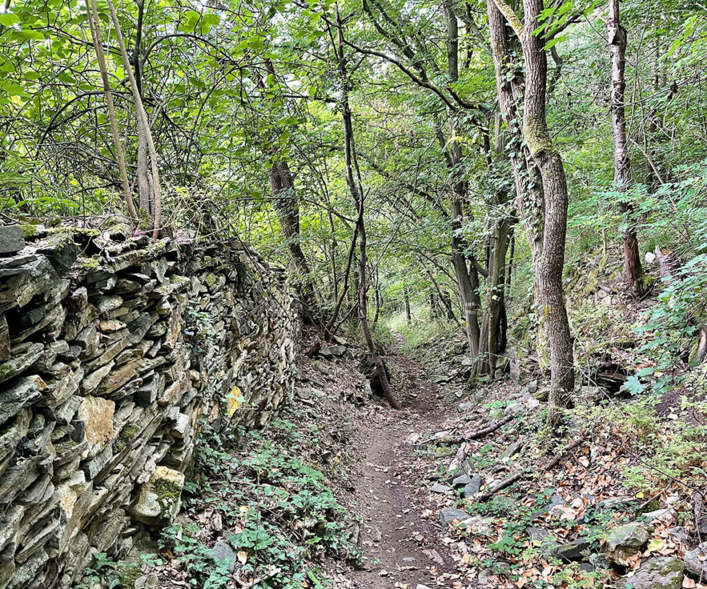 jauerling-runde_waldwanderung_wachau