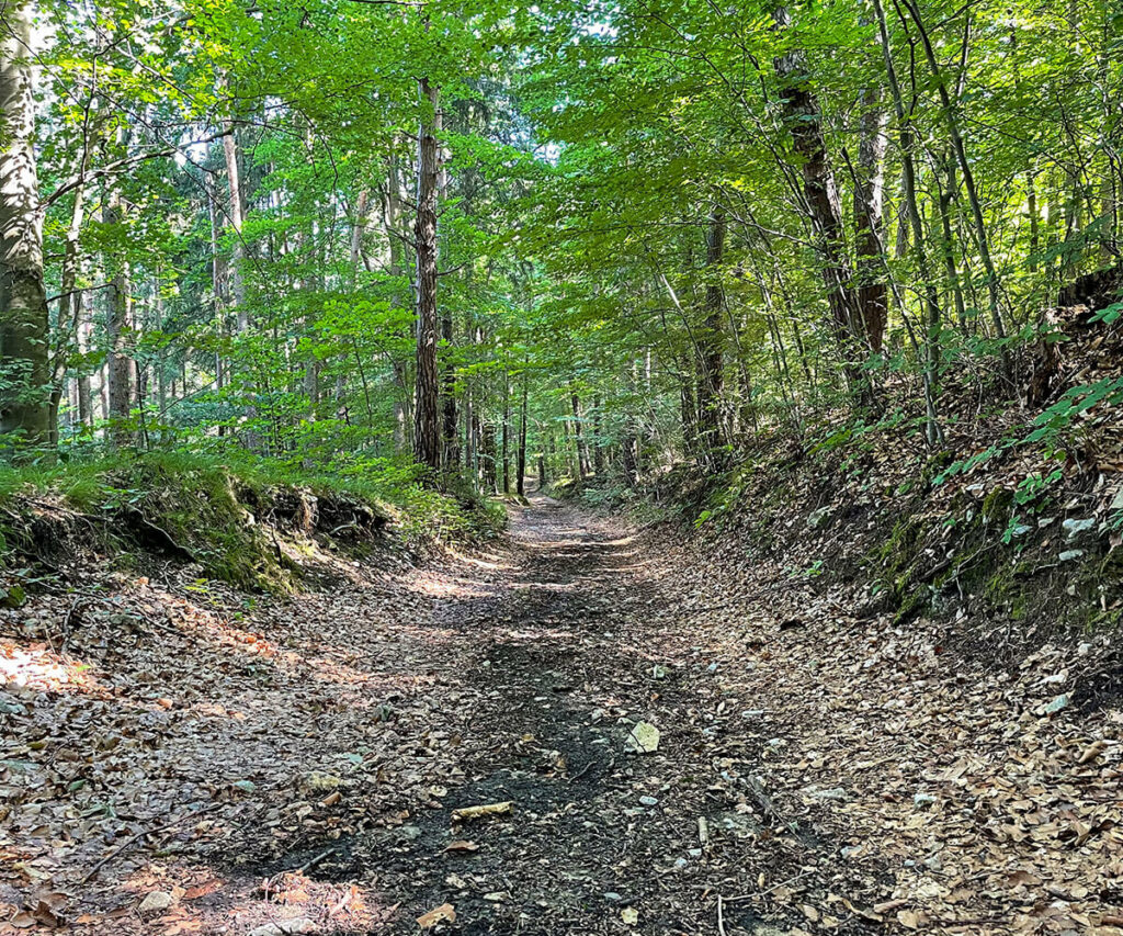 jauerling-runde_waldweg_heiligenblut