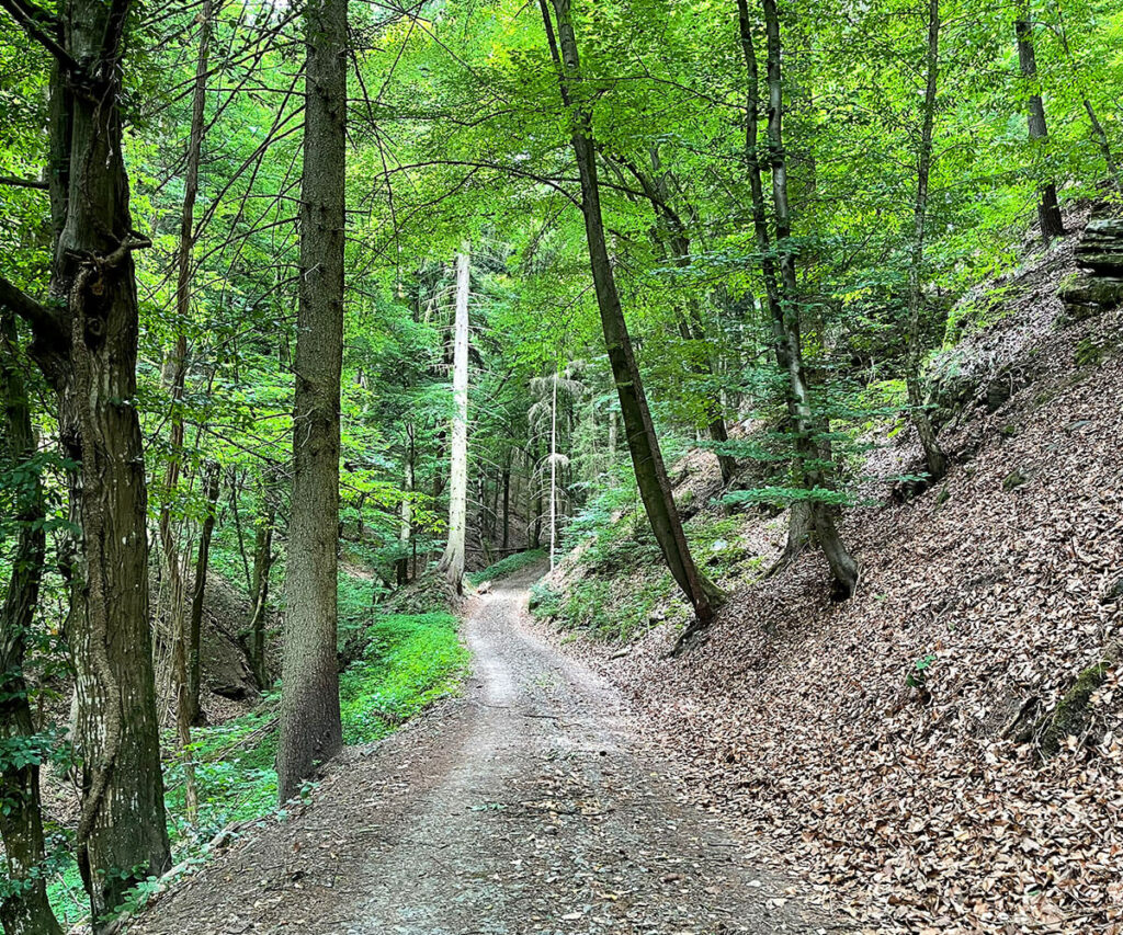 jauerling-runde_waldweg_wandern