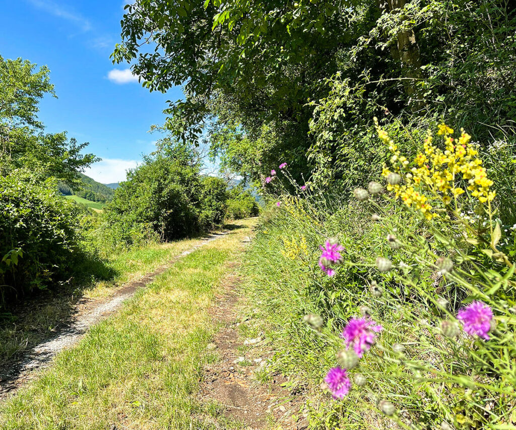 jauerling-runde_wandern_etappe5