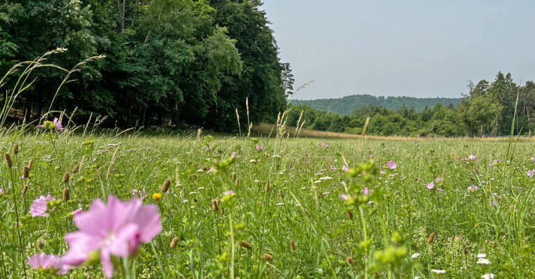 Jauerling-Runde Emmersdorf – Weiten