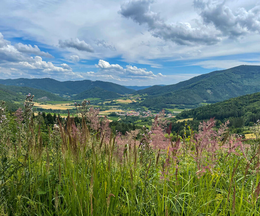 jauerling-runde_ausblick-trandorf
