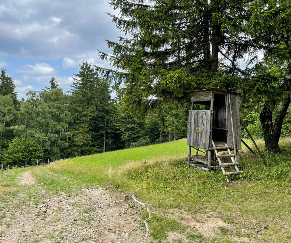 jauerling-runde_etappe7_waldweg