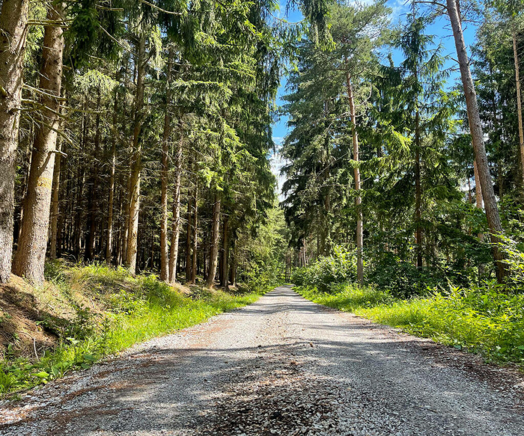 jauerling-runde_forststrasse