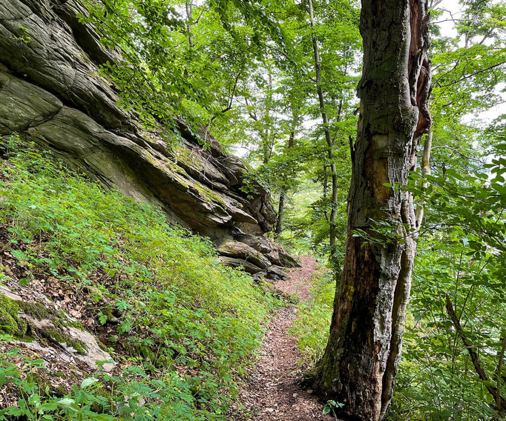 jauerling-runde_waldweg_etappe7