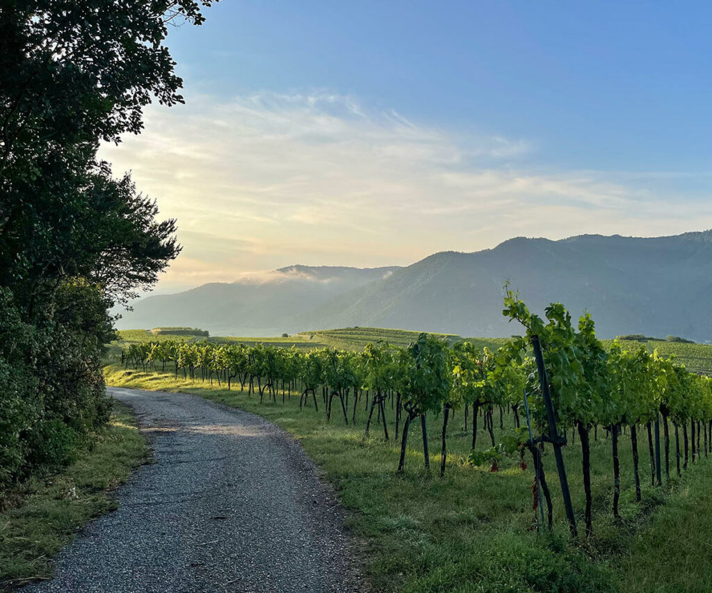 morgenstimmung_wachau_weissenkirchen